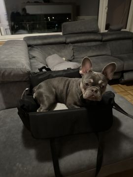 Dog Hotel