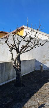 Tree Trimmer