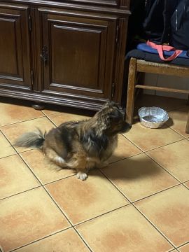 Pension pour chiens