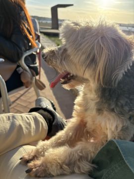 Hundepension