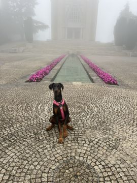 Hotel para Cães