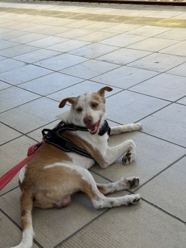 Hotel para Cães
