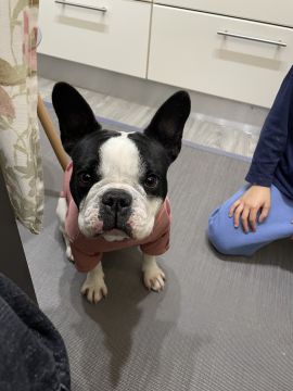 Hundepension