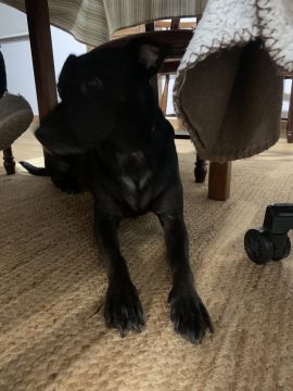 Hotel para Cães