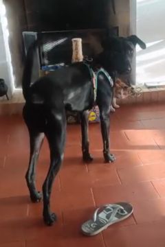 Dog Daycare