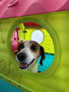 Dog Hotel