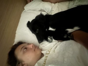 Hundepension