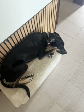 Hotel para Cães