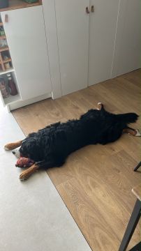 Pension pour chiens