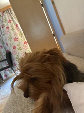 Hotel para Cães