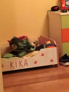 Hotel e Creche para Animais