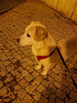 Hotel e Creche para Animais