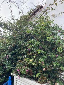 Serviço de Jardinagem