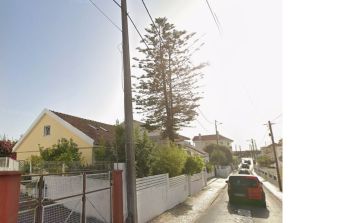 Élagage et entretien des arbres