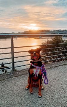 Hotel para Cães