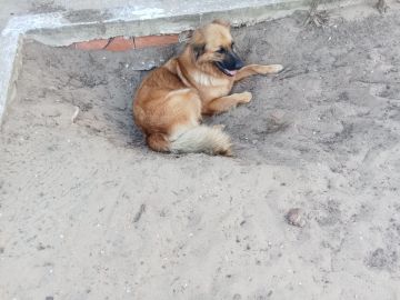Hotel para Cães