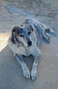 Hotel para Cães