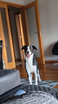Hundepension