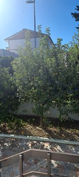 Élagage et entretien des arbres