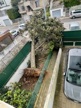 Tree Trimming and Maintenance