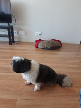 Hotel para Cães