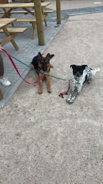 Hotel para Cães