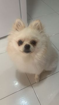 Dog Hotel