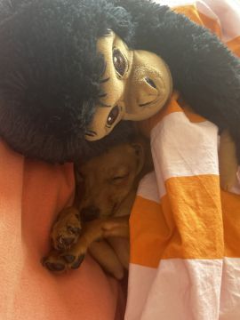 Hotel para Cães