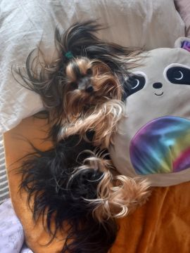 Pension et garderie pour animaux