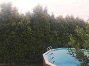 Tree Trimming and Maintenance