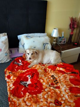 Hotel para Cães