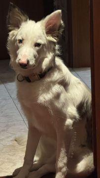 Hundepension