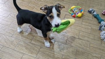 Hotel e Creche para Animais