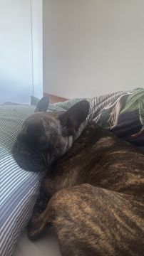 Hundepension