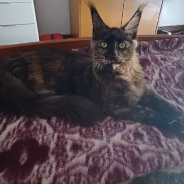 Hotel para Gatos