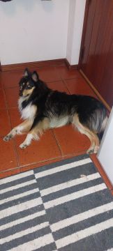 Hotel para Cães