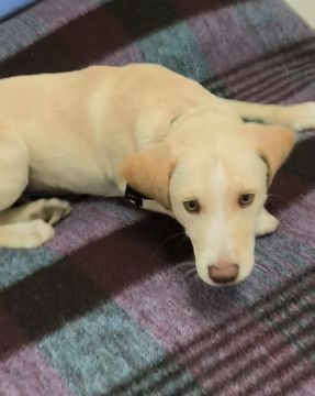 Hotel para Cães