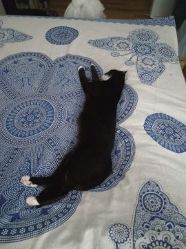 Hotel e Creche para Animais