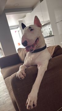 Hotel para Cães - Hotel e Creche para Animais