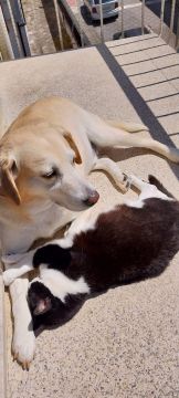 Hotel e Creche para Animais
