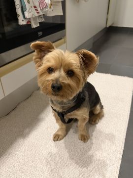 Hotel para Cães