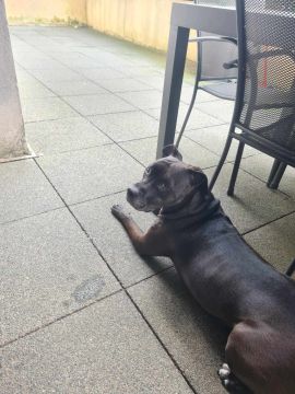 Hotel para Cães