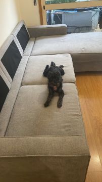 Hotel para Cães