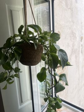 Plant Sitter