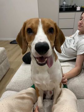 Hotel para Cães