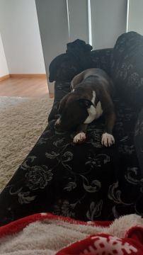 Dog Hotel