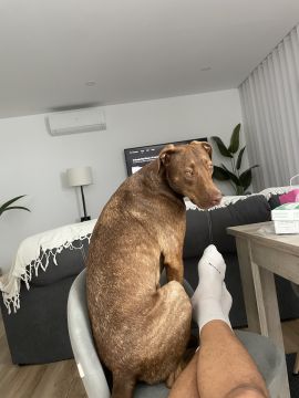 Hotel para Cães