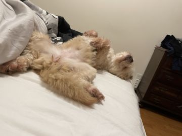 Hotel para Cães