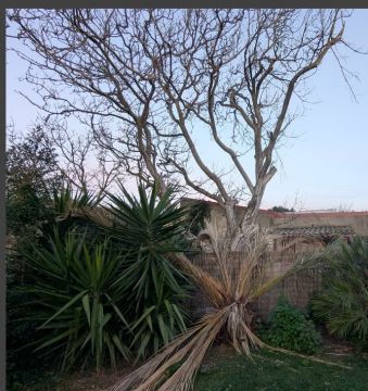 Tree Trimming and Maintenance