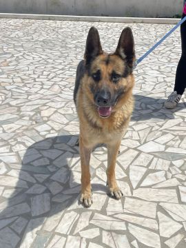 Hotel para Cães - Animais